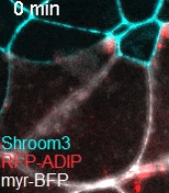 牛津儀器Andor超大靶面、超靈敏sCMOS 相機(jī) 牛津儀器Andor超大靶面、超靈敏sCMOS 相機(jī)