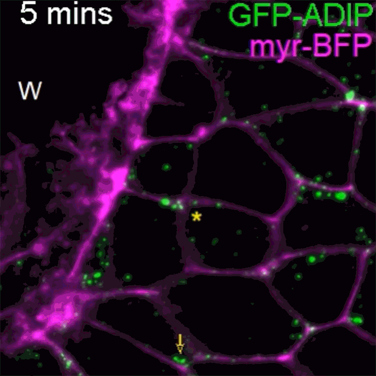 牛津儀器Andor超大靶面、超靈敏sCMOS 相機(jī) 牛津儀器Andor超大靶面、超靈敏sCMOS 相機(jī)